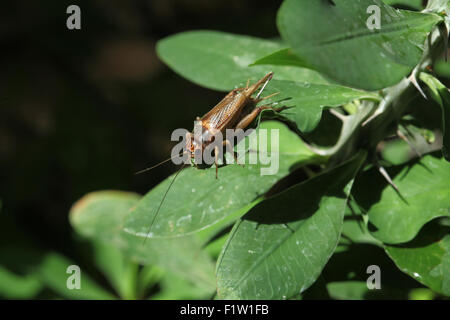 Chambre cricket (Acheta domestica) à Plzen Zoo en Bohême de l'Ouest, en République tchèque. Banque D'Images