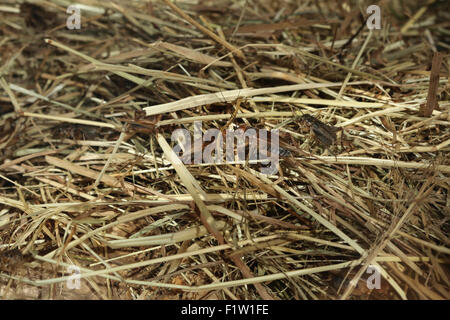 Chambre cricket (Acheta domestica) à Plzen Zoo en Bohême de l'Ouest, en République tchèque. Banque D'Images