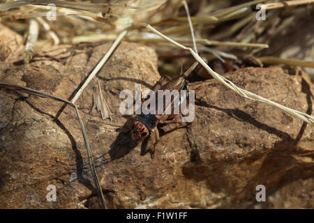 Chambre cricket (Acheta domestica) à Plzen Zoo en Bohême de l'Ouest, en République tchèque. Banque D'Images