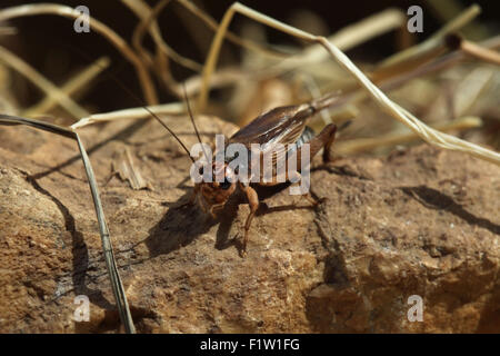 Chambre cricket (Acheta domestica) à Plzen Zoo en Bohême de l'Ouest, en République tchèque. Banque D'Images