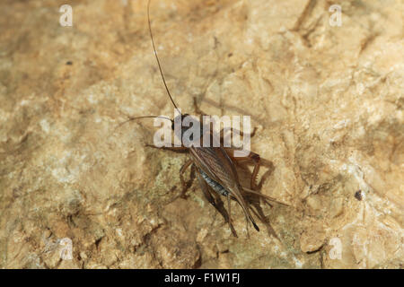 Chambre cricket (Acheta domestica) à Plzen Zoo en Bohême de l'Ouest, en République tchèque. Banque D'Images