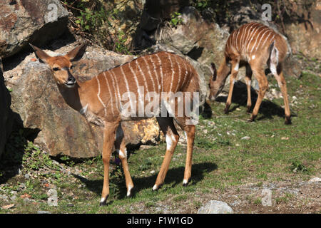 Nyala (Tragelaphus angasii de plaine) à Plzen Zoo en Bohême de l'Ouest, en République tchèque. Banque D'Images