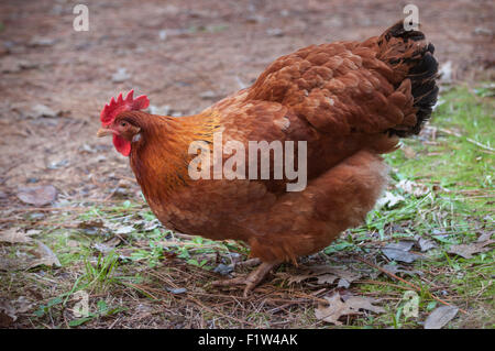 Une poule Rhode Island Red(Gallus gallus domesticus) est un utilitaire d'oiseaux, élevés pour la viande et l'œuf. Il est également produites comme un oiseau show Banque D'Images