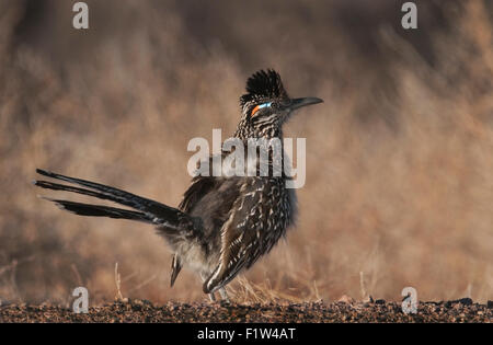 Plus de Roadrunner Geococcyx californianus) (toute l'année est un résident de l'Bosque del Apache National Wildlife Refuge, nouveau Mex Banque D'Images