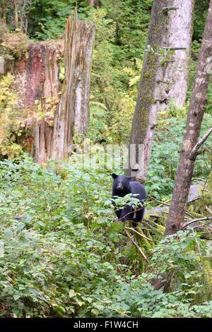 Un ours noir dans la forêt pluviale tempérée de Ketchikan, Alaska. Banque D'Images