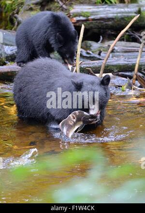 Un ours noir avec un saumon dans sa bouche dans la forêt tropicale de Ketchikan, Alaska, USA. Banque D'Images