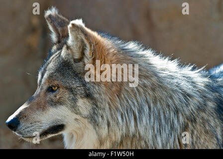 Loup du Mexique en captivité (Canis lupus baileyi) Banque D'Images