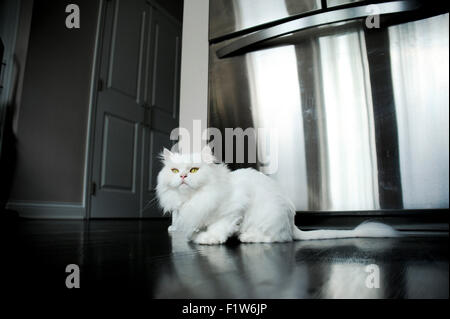 Chat persan chinchilla pedigree avec une coupe d'été Banque D'Images