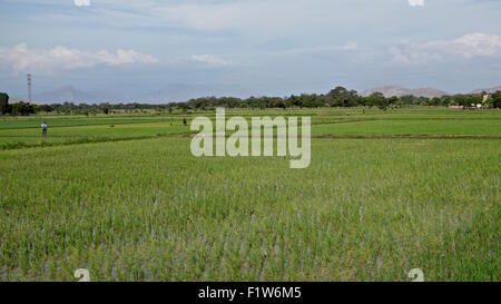 Les champs de riz, ou des rizières, dans une vallée fertile près du site archéologique de Tucume, Chiclayo, Pérou Banque D'Images