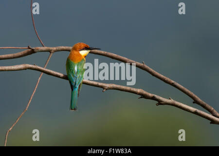 La châtaigne-dirigé Guêpier (Merops leschenaulti) bay guêpier à tête est une espèce de passereau de la près de bee-eater famille Banque D'Images