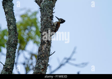 La grande flameback (Chrysocolaptes guttacristatus ) également connu sous le plus goldenback Banque D'Images