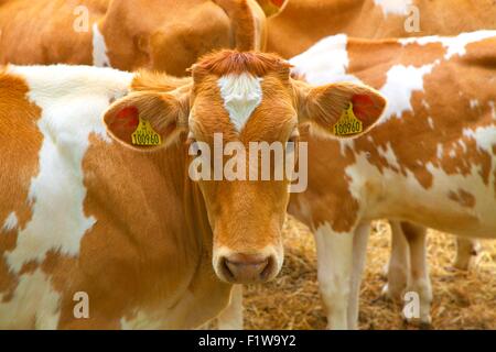 Les vaches de Guernesey, Guernesey, Channel Islands Banque D'Images