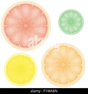 Ensemble d'agrumes dans la tranche de pamplemousse orange citron lime vector illustration Illustration de Vecteur