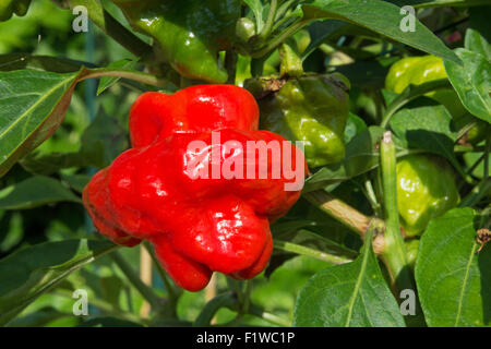 Un piment Scotch Bonnet (Capsicum chinense), avec sa forme de Tam O'Shanter. UK, 2015. Banque D'Images