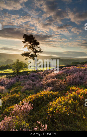 Arbre isolé et Heather au coucher du soleil sur l'abbaye de Rosedale, le North Yorkshire Moors, Angleterre, septembre 2015. Banque D'Images