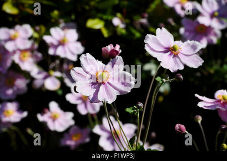 Anemone Anemone hupehensis chinois autrement connu comme l'anémone japonaise dans UK garden Banque D'Images