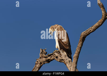 Aigle Martial immatures (Polemaetus bellicosus) perché sur branch against blue sky - Kruger National Park (Afrique du Sud) Banque D'Images