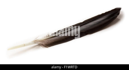 Plume de corbeau sur le fond blanc. Banque D'Images