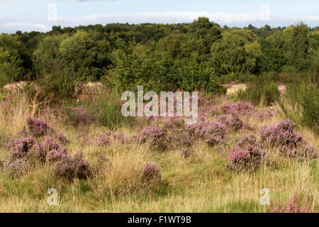 Ling heather croissant sur heath à Plaine Commune de Highgate, Staffordshire. UK Banque D'Images