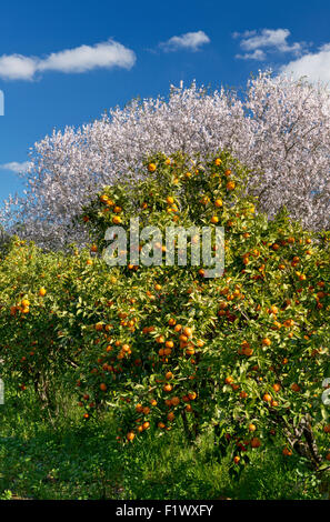 Mandarines et d'amandiers en fleurs près de Silves, Algarve, Portugal Banque D'Images