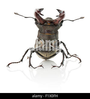Stag beetle isolé sur le fond blanc. Banque D'Images