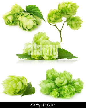 Ensemble d'houblon vert isolé sur le fond blanc. Banque D'Images