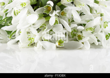 Belle perce-neige isolé sur un fond blanc. Banque D'Images