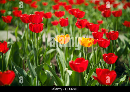 Parterre de tulipes rouge et jaune isolé sur fond blanc. Banque D'Images