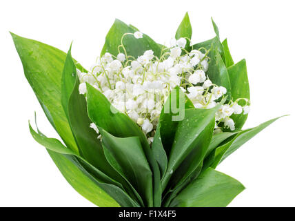 Bouquet de muguet isolé sur le fond blanc. Banque D'Images