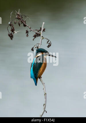 Wendlebury Kingfisher femelle réserve RSPB Banque D'Images