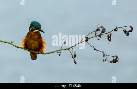 Wendlebury Kingfisher femelle réserve RSPB Banque D'Images