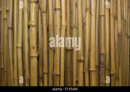 Photo en gros plan de bambou isolé sur le fond blanc. Banque D'Images