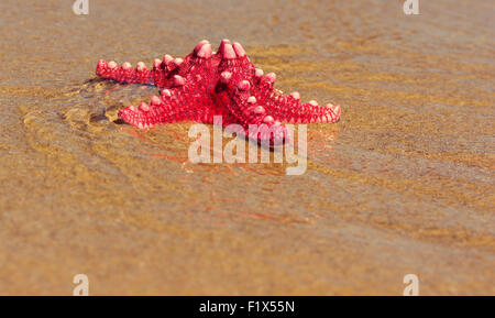 L'étoile rouge sur la plage de sable. Banque D'Images