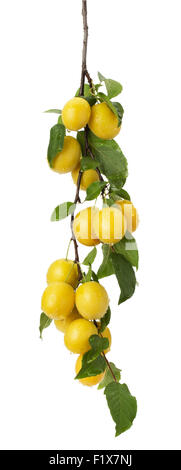 Les prunes cerises jaunes sur fond blanc. Banque D'Images