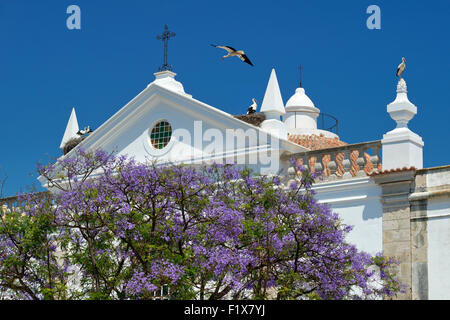 Les nids de cigognes sur un bâtiment historique ( Santa Casa da Misericórdia) dans le Manuel Bivar jardins dans la vieille ville de Faro, Algarve, Portugal Banque D'Images