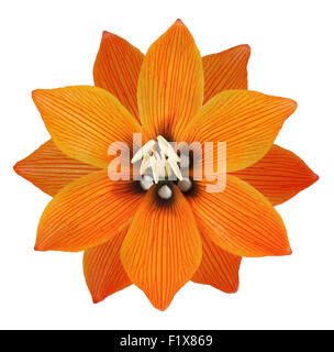 Vase de fleurs bouquet fleurs lys lys blanc floral fond orange calla alstroemeria arrangement magnifique violet isolés Banque D'Images