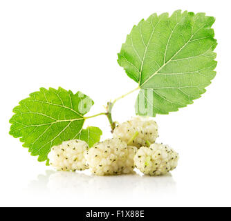 Mûrier blanc isolé sur fond blanc. Banque D'Images