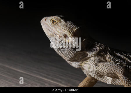 Agama lizard sur le fond noir. Banque D'Images