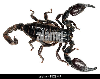 Scorpion Pandinus imperator isolé sur fond blanc. Banque D'Images