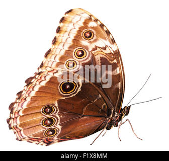 Papillon brun isolé sur le fond blanc. Banque D'Images