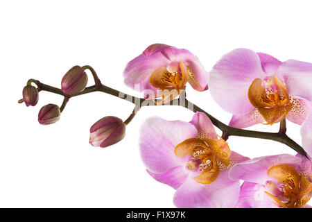 Fleurs orchidée rose sur fond blanc. Banque D'Images
