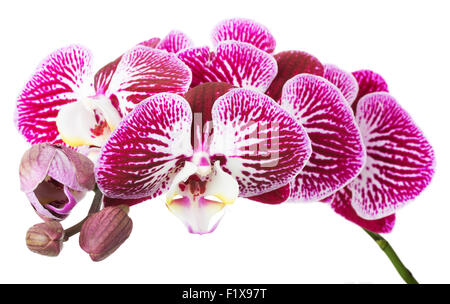 Fleurs orchidée branche sur fond blanc. Banque D'Images