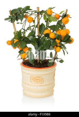 Petites mandarines arbre sur fond blanc. Banque D'Images