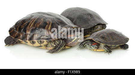 Tortues marines sur un fond blanc. Banque D'Images