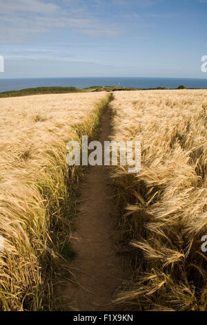 Chemin à travers champ de blé sur la falaise menant à la mer Banque D'Images