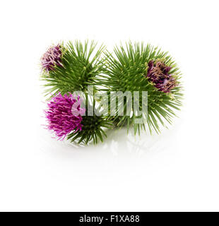 Fleurs de chardon isolé sur le fond blanc. Banque D'Images