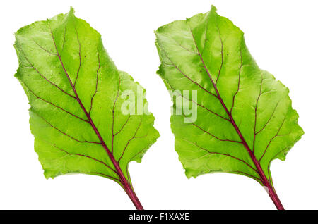 Les feuilles de betterave isolé sur fond blanc. Banque D'Images