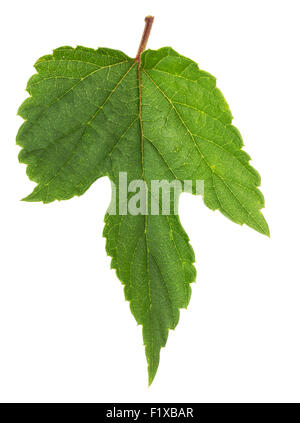 Hop leaf isolé sur le fond blanc. Banque D'Images