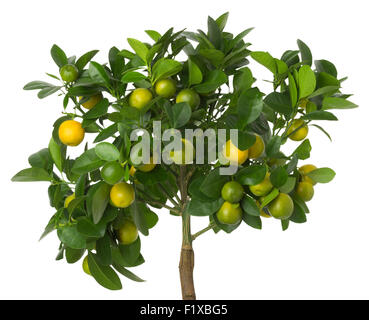 Petites mandarines arbre sur fond blanc. Banque D'Images