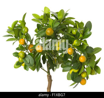 Petites mandarines arbre sur fond blanc. Banque D'Images